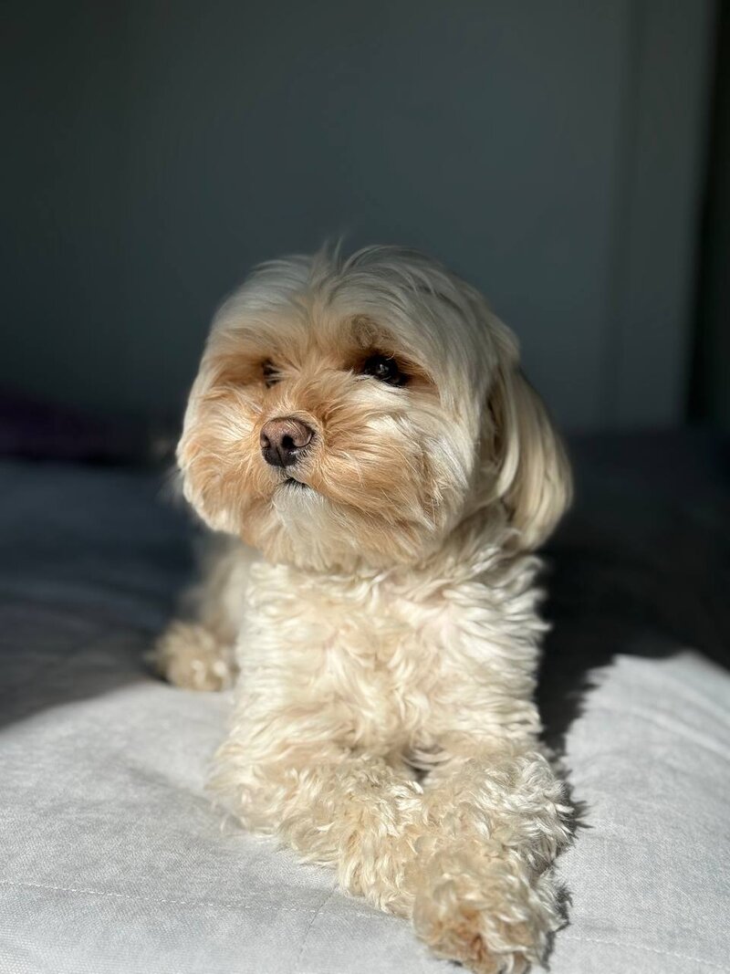 Обзор породы мальтипу