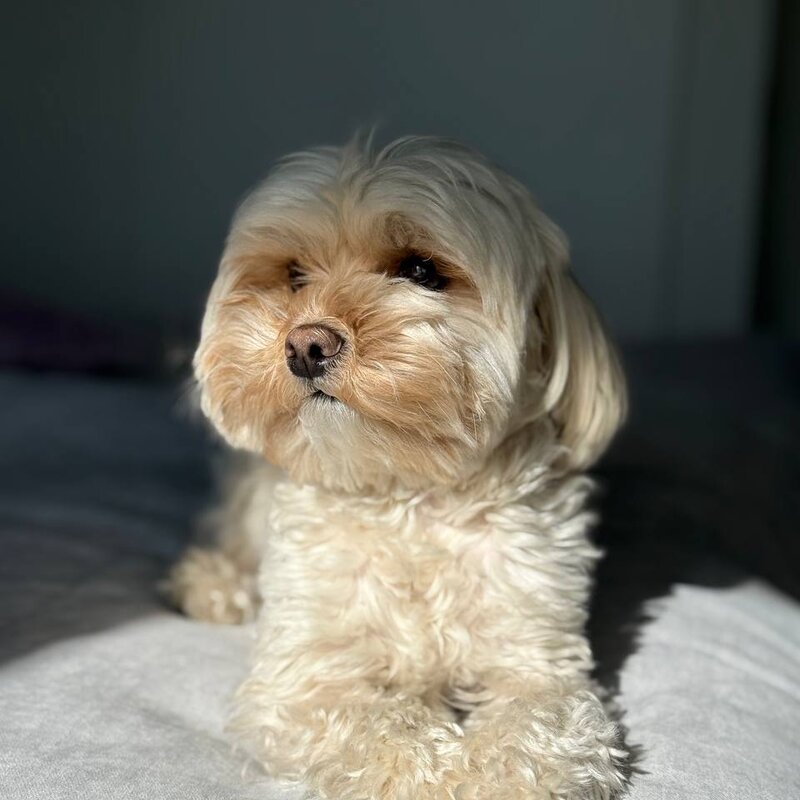 Гринч отдыхает