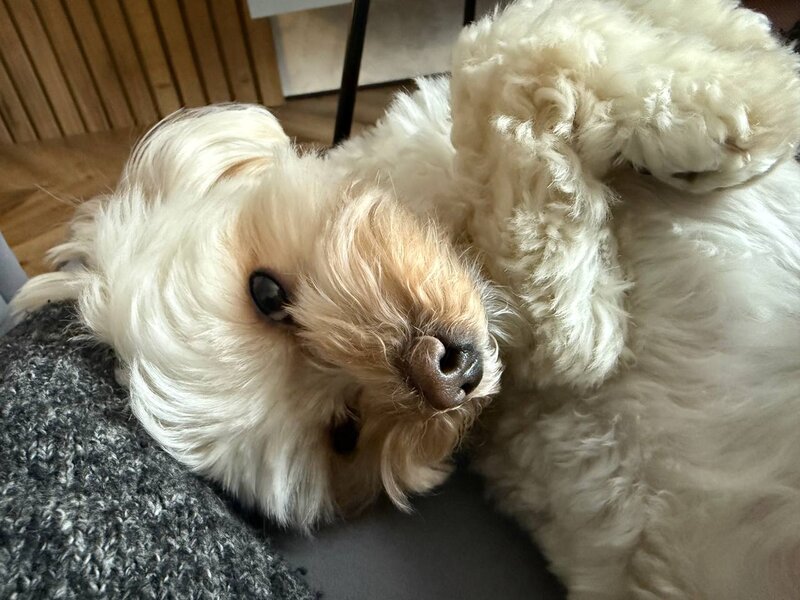 Уход и содержание той-пуделя