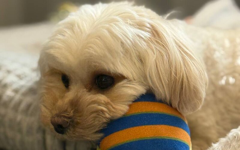 Дрессировка