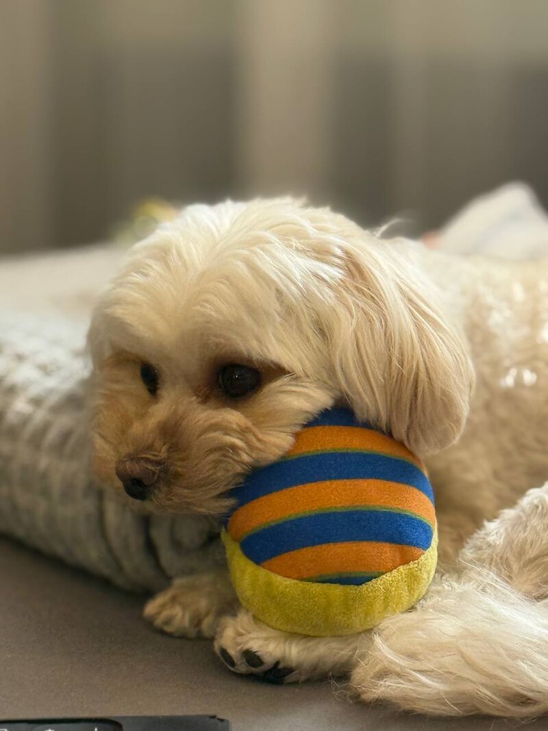 Дрессировка мальтипу