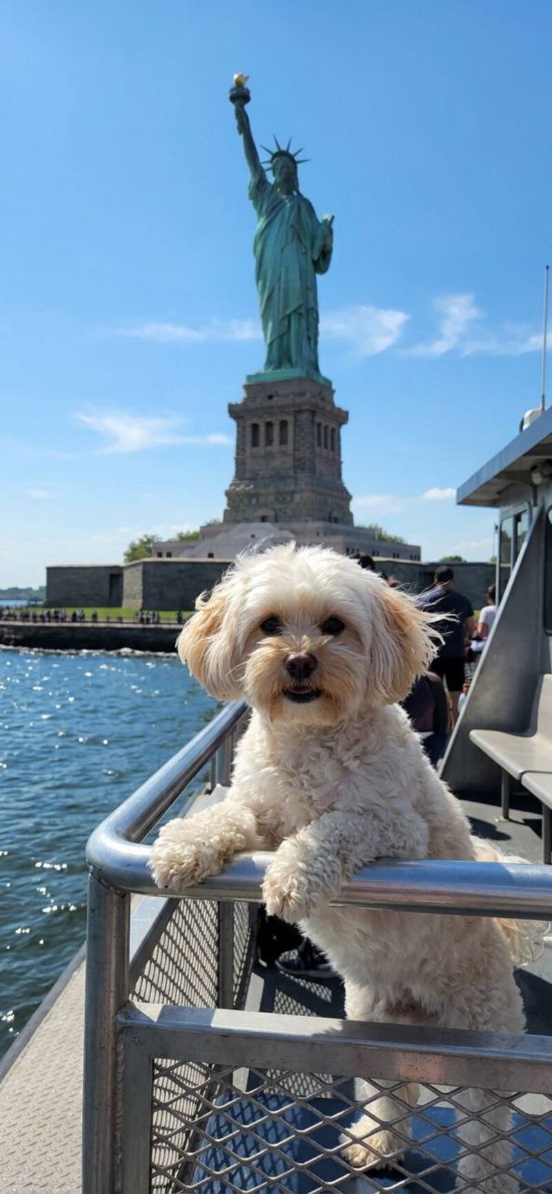 Дрессировка