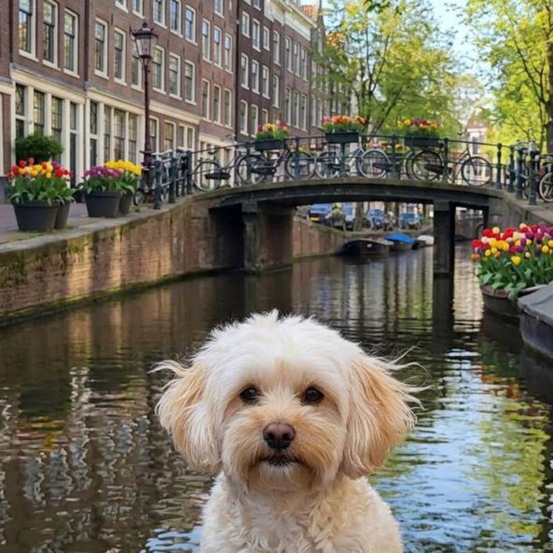 Гринч в Амстердаме