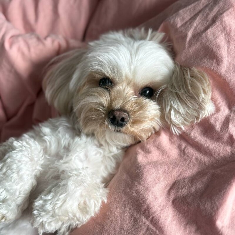 Гринч на розовом пледе