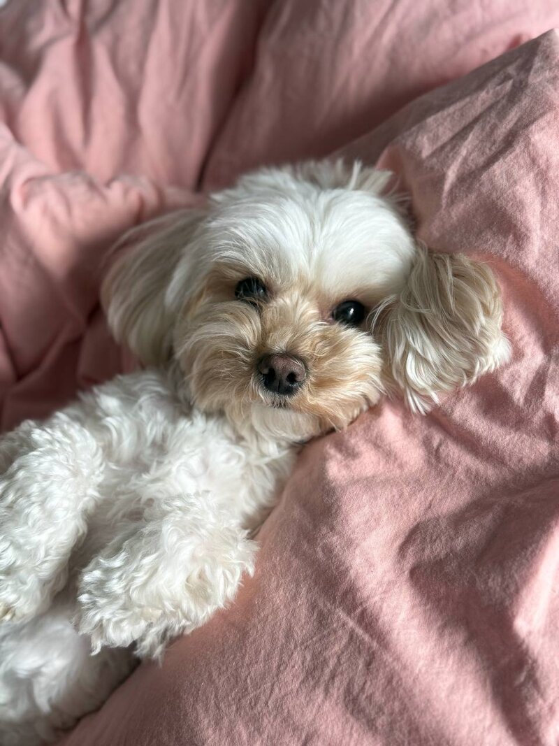 Здоровье мальтипу